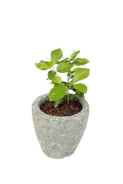 Product image 2 of the product “Planter, round, smooth, natural stone (Basanite), stonemasonry ”
